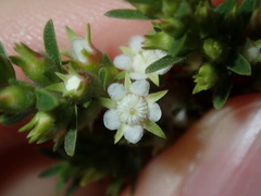 Kunzea ambigua