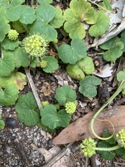 Hydrocotyle laxiflora