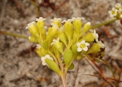 Crassula sebaeoides