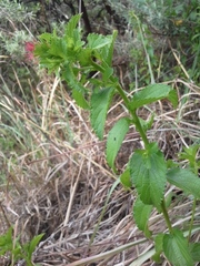 Acalypha peduncularis
