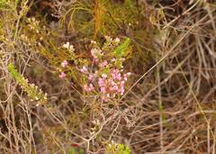 Erica palliiflora