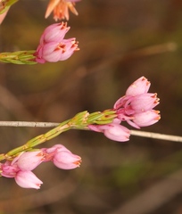 Erica palliiflora