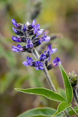 Otholobium pubescens