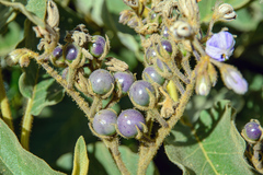 Solanum