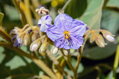 Solanum