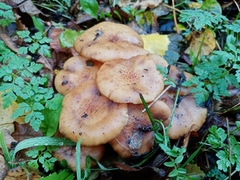 Armillaria mellea