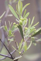 Alectryon oleifolius canescens