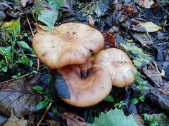 Armillaria mellea
