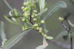 Alectryon oleifolius canescens