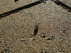 Physeema quadricincta