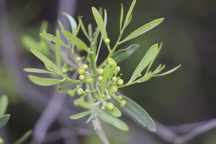 Alectryon oleifolius canescens
