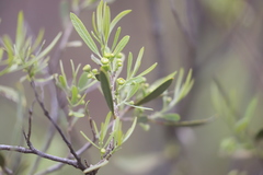 Alectryon oleifolius canescens