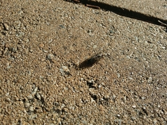 Physeema quadricincta