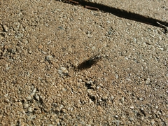 Physeema quadricincta