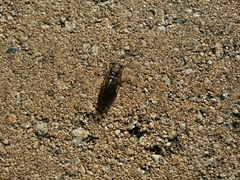 Physeema quadricincta