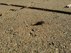 Physeema quadricincta