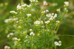 Asperula euryphylla