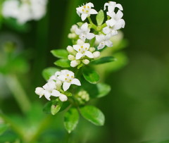 Asperula euryphylla