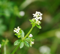 Asperula euryphylla