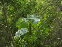 Jatropha peltata