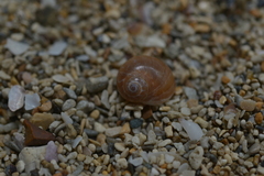 Natica fasciata