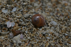 Natica fasciata