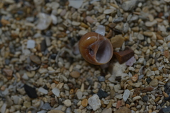 Natica fasciata