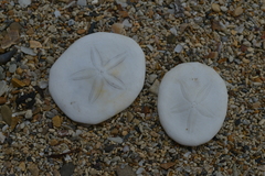 Jacksonaster depressum