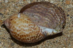 Tonna perdix
