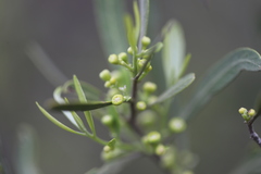 Alectryon oleifolius canescens