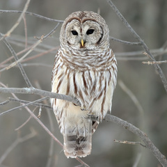 Barred Owl - Photo (c) anonymous, some rights reserved (CC BY-SA)