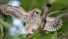 Barred Owl photo 4
