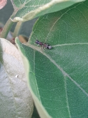 Myrmarachne inermichelis