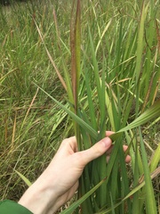 Gladiolus undulatus