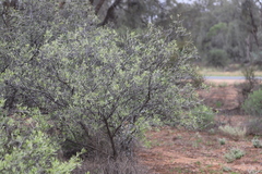 Alectryon oleifolius canescens