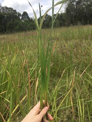 Gladiolus undulatus