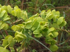 Euphorbia kraussiana