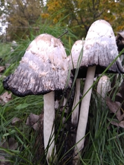 Coprinus comatus