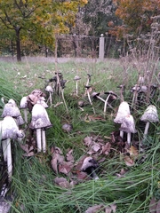 Coprinus comatus