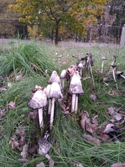 Coprinus comatus