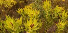 Alatosperma