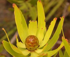 Alatosperma