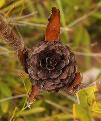 Alatosperma
