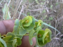 Euphorbia kraussiana