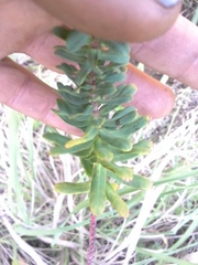 Euphorbia kraussiana