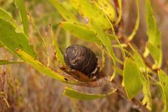 Alatosperma