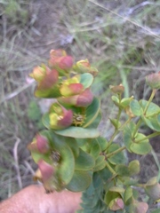 Euphorbia kraussiana