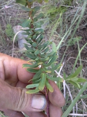 Euphorbia kraussiana