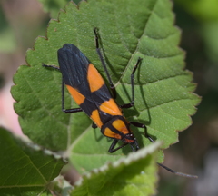 Oncopeltus varicolor varicolor