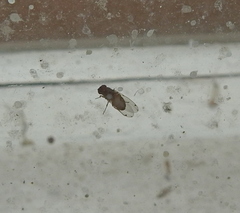 Gitona distigma